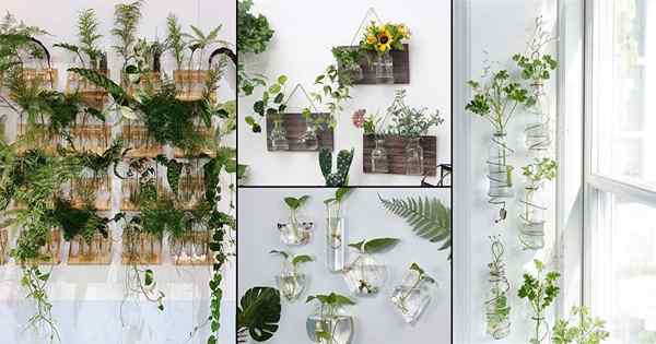 10 ideas de jardín vertical interior de tubos y frascos de vidrio