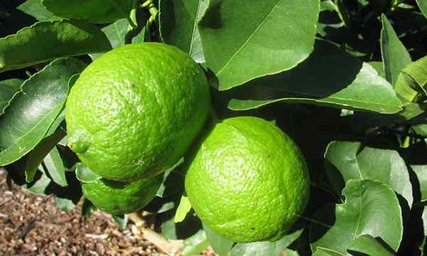 10 variedades de árvores de limão que você deve considerar