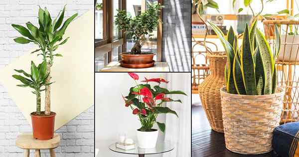 10 kebanyakan houseplants googled tahun ini setakat ini