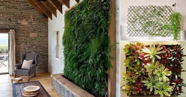 10 plantas perfectas para una pared vertical