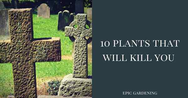 10 Pflanzen, die dich töten werden