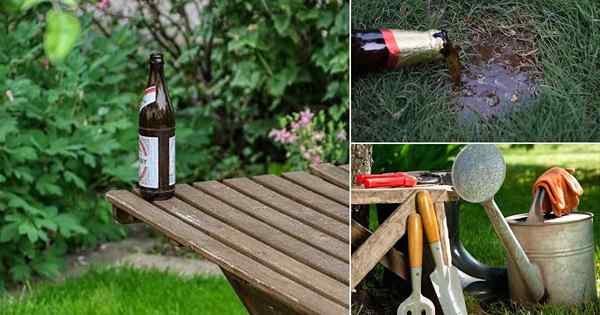 10 Verwendung für Bier im Garten