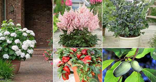 101 Plantas que amam ácido para solo ácido