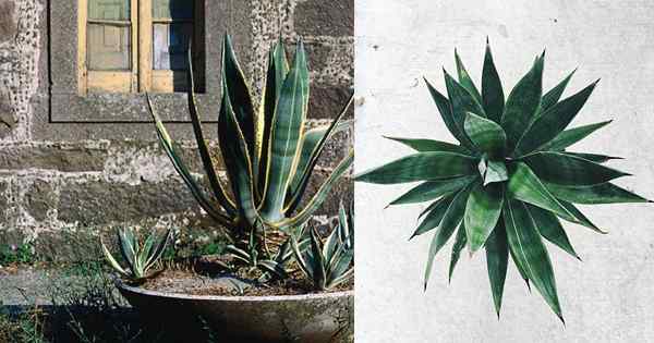 11 Amazing Agave Plant Benefícios e usos