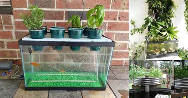 11 Aquaponics Ikan Tangki Idea DIY