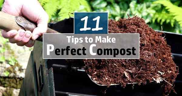 11 meilleurs conseils de compostage pour créer un compost parfait