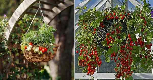 11 mejores variedades de tomate para cestas colgantes