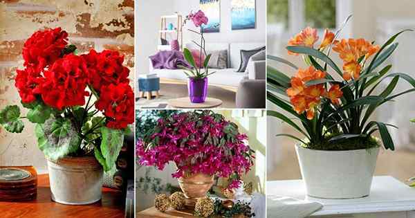 11 Houseplants mekar dalam ruangan termudah