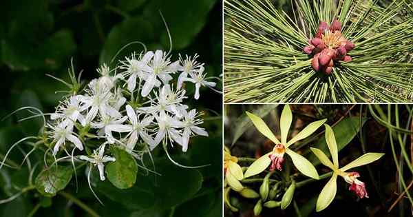 11 Blumen, die nach Vanille riechen