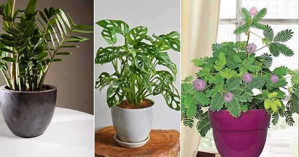 11 plantas de interior de bajo mantenimiento con beneficios para la salud