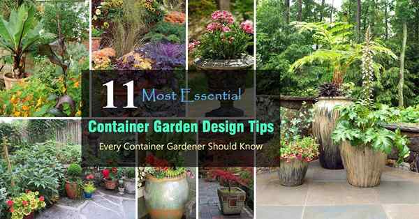 11 Tip Desain Taman Wadah Paling Penting | Merancang taman kontainer