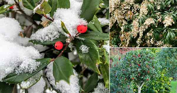 11 plantas que permanecen verdes en inviernos | Plantas de jardín de invierno