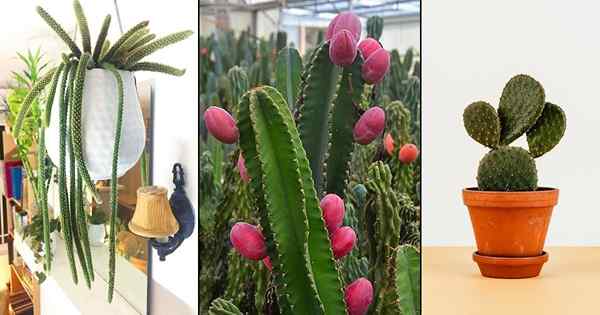 11 jenis kaktus yang populer Anda dapat dengan mudah tumbuh