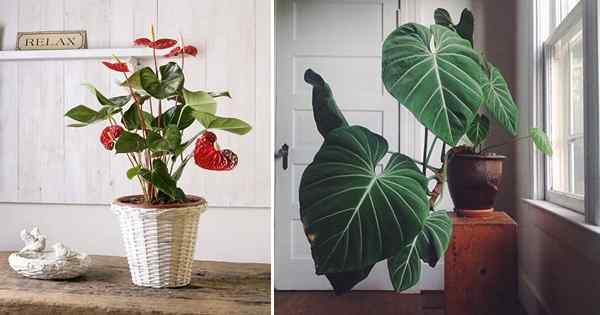 11 plantas foliares em forma de coração romântico para crescer dentro de casa