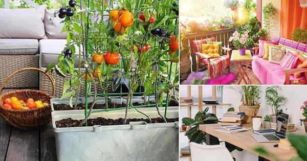 11 próximas tendencias de jardinería de 2021 que debe consultar