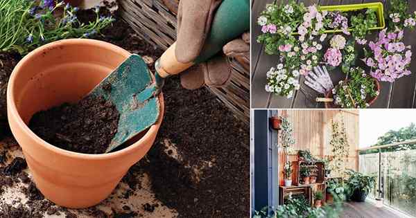 110+ consejos de jardinería de contenedores que necesitas saber