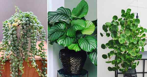 12 plantas de casa de folhas redondas incríveis