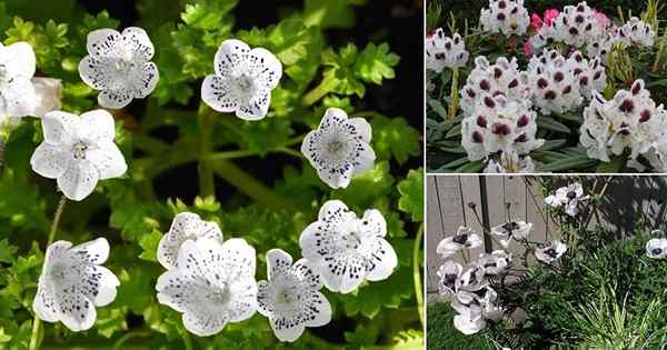 12 schöne schwarz -weiße Blumen