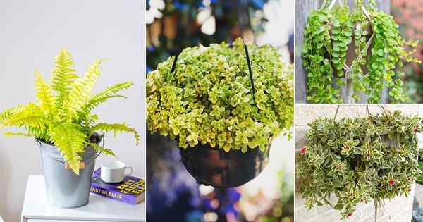 12 belles plantes dorées pour les paniers suspendus