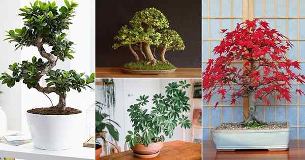 12 mejores árboles de bonsai cubiertos para principiantes