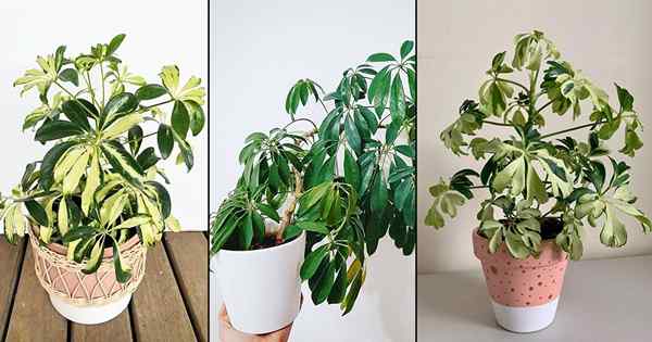 12 meilleurs types de Scheffleras que vous pouvez cultiver | Meilleures plantes parapluies