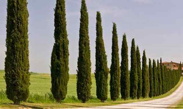 12 arbres colonnes que vous devez cultiver