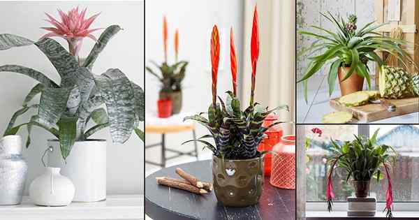 12 tipos diferentes de bromélias para crescer em ambientes fechados | Variedades de bromeliad