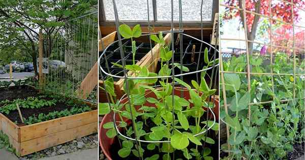 12 Idea Pea Trellis Pea Fungsional