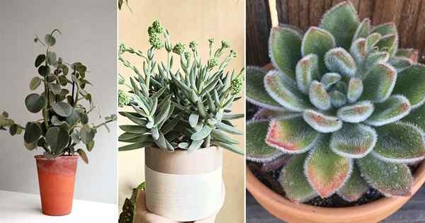 12 Houseplants Dedaunan Fuzzy | Tumbuh -tumbuhan dengan daun lembut