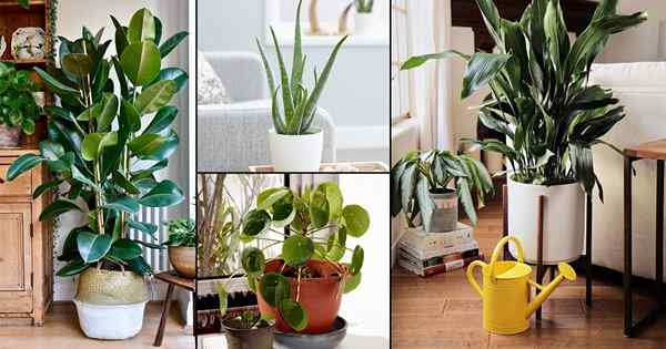 12 plantas de interior para padres de plantas por primera vez