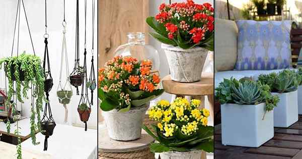 12 raisons pour lesquelles vous devriez cultiver des plantes succulentes