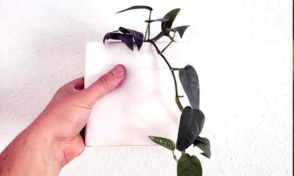 12 tipos de pothos para melhorar sua coleção