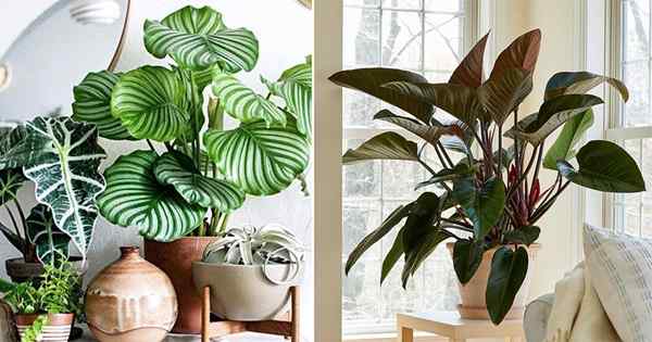 13 meilleures grandes plantes d'intérieur de feuillage | Plantes d'intérieur avec de grandes feuilles