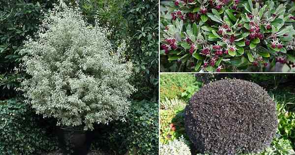 13 Varieti Pittosporum Terbaik | Jenis tumbuhan pittosporum