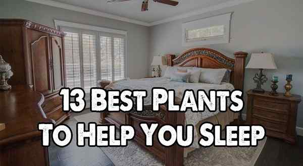 13 meilleures plantes pour vous aider à dormir