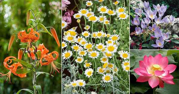 13 melhores flores russas | Flores que crescem na Rússia