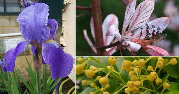 13 mejores flores perfumadas que huelen a limón y naranja