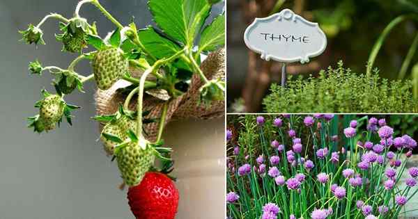 13 meilleures usines de compagnie aux fraises