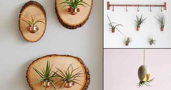 13 Charming DIY Hanging Air Plant Inhaber, die Sie schnell und günstig machen können