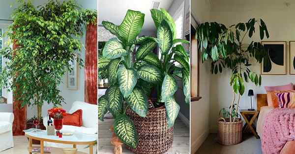 13 plantas de interior de rápido crecimiento que crecen alto