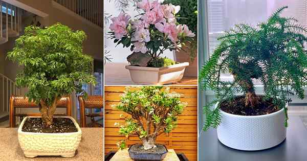 13 gambar bonsai dalam ruangan yang mulia