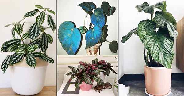 13 plantas de interior de brillo metálico | Plantas con hojas metálicas