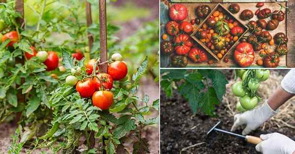 13 erreurs lors de la culture de tomates