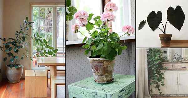 13 plantes extérieures qui peuvent être cultivées à l'intérieur