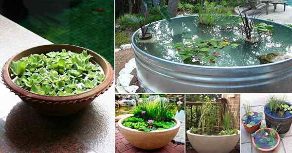 13 Friedliche DIY Container Wassergarten Ideen für Container Gärtner