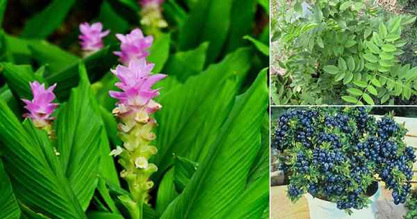 13 plantes pour le virus de la corona pour avoir une meilleure immunité!