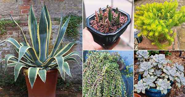 13 Succulents yang tumbuh seperti gulma & siapa pun dapat menumbuhkannya