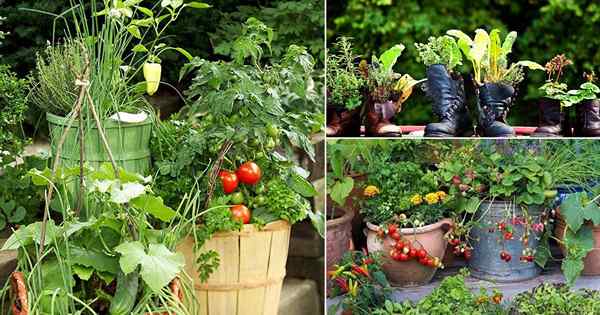 13 tips untuk membuat kebun sayur wadah dekoratif