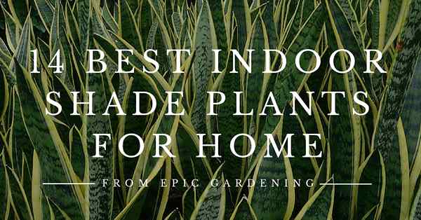14 najlepszych roślin w cieniu wewnętrznym do pokoi o słabym świetle