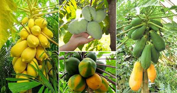 14 tipos diferentes de papayas | Variedad de papaya de mejor sabor